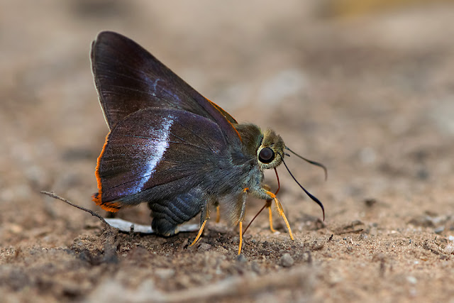 Bibasis sena the Orange-tailed Awl butterfly