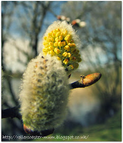pussy willow flowers