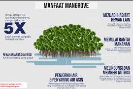 Fungsi Dan Peranan Mangrove