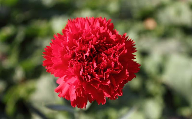 Carnation Flowers Pictures