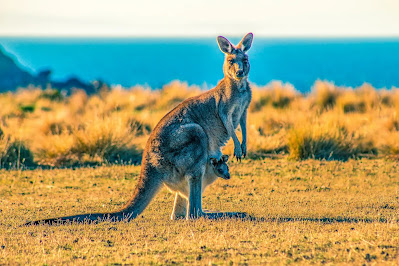 9 Hewan Endemik dari Negara Australia