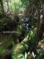 Teluk_Limau_trail_Bako_National_Park_64