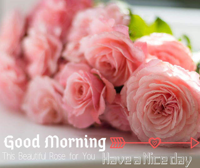 pink rose  Good Morning  Images