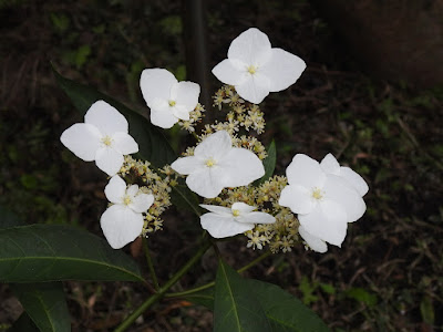 華八仙的花序