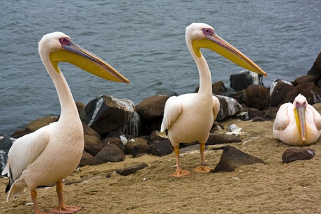 Walvis Bay 05