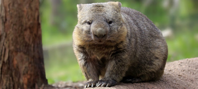 Wombats y marsupiales