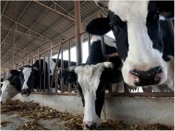 चीन ने किया चमत्कार, ये 'सुपर काउ' हर साल देती है 18 टन दूध,China Cloned SuperCows..