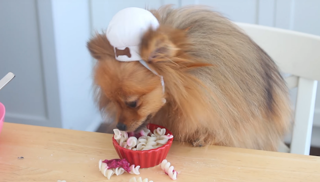 Can Dogs Eat Pasta? is pasta fattening for dogs?