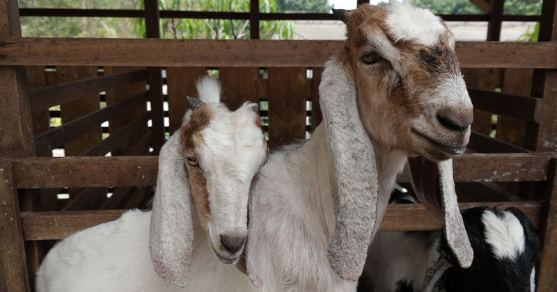 Cara Mengawinkan Kambing Agar Cepat Hamil, Perhatikan Hal Ini!