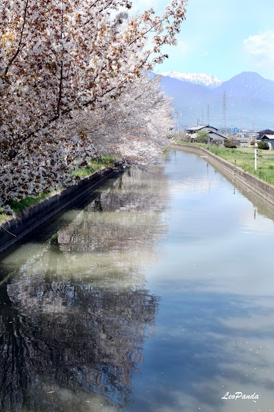 拾ヶ堰の名残桜〜春の安曇野