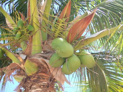 Coconut Tree Natural Picture