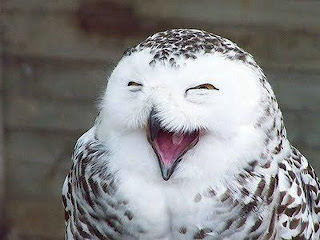  Funny Laughing Owl