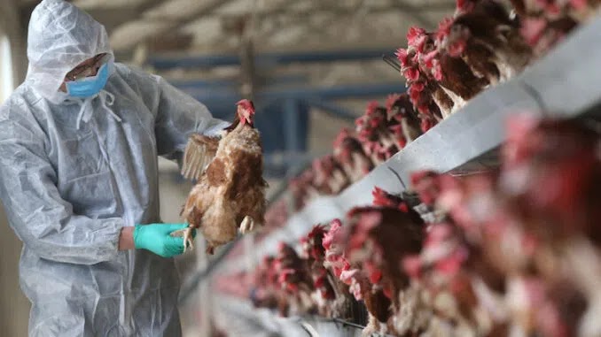 The Next Plandemic? Gates, Fauci Caught Funding Experiments on Bird Flu
