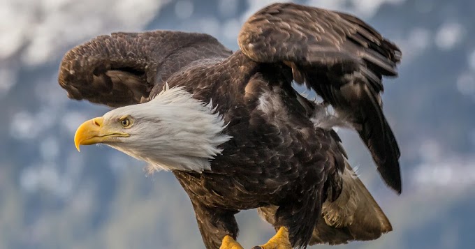 Aves de rapinas curiosidades sobre essa ave