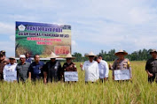 Kapolres Aceh Utara Hadiri Panen Raya Padi Di Gampong Leuhong Kecamatan Payabakong