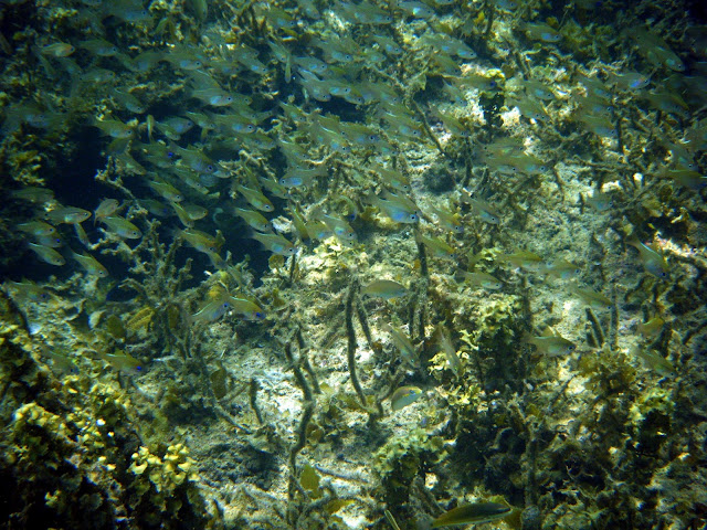 Exotic Island, Port Barton, Palawan