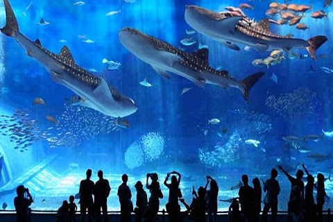 Churaumi Aquarium