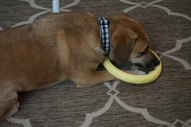 Pup laying with toy