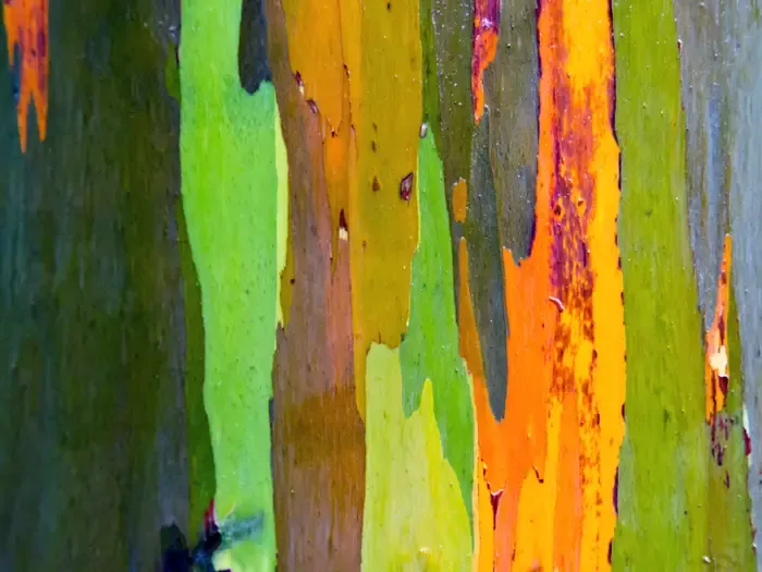 Rainbow Eucalyptus Trees Have Candy-colored Bark