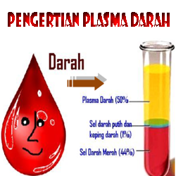 Pengertian Plasma Darah dan Kandungannya serta Fungsinya