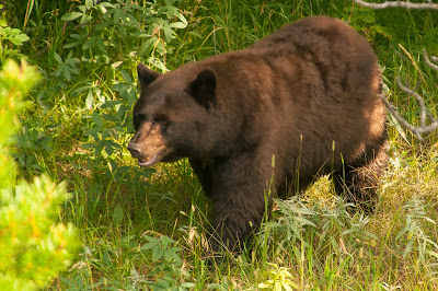 Black bear, Rocky Mountain National Park