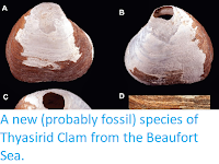 http://sciencythoughts.blogspot.co.uk/2015/01/a-new-probably-fossil-species-of.html