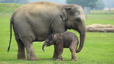 Contoh Descriptive Text Tentang Hewan elephant (gajah)