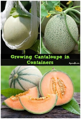 #Gardening : How To Growing Cantaloupe In Containers