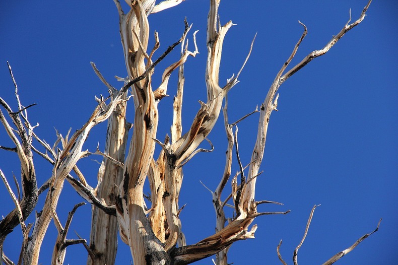 bristlecone-pines-1