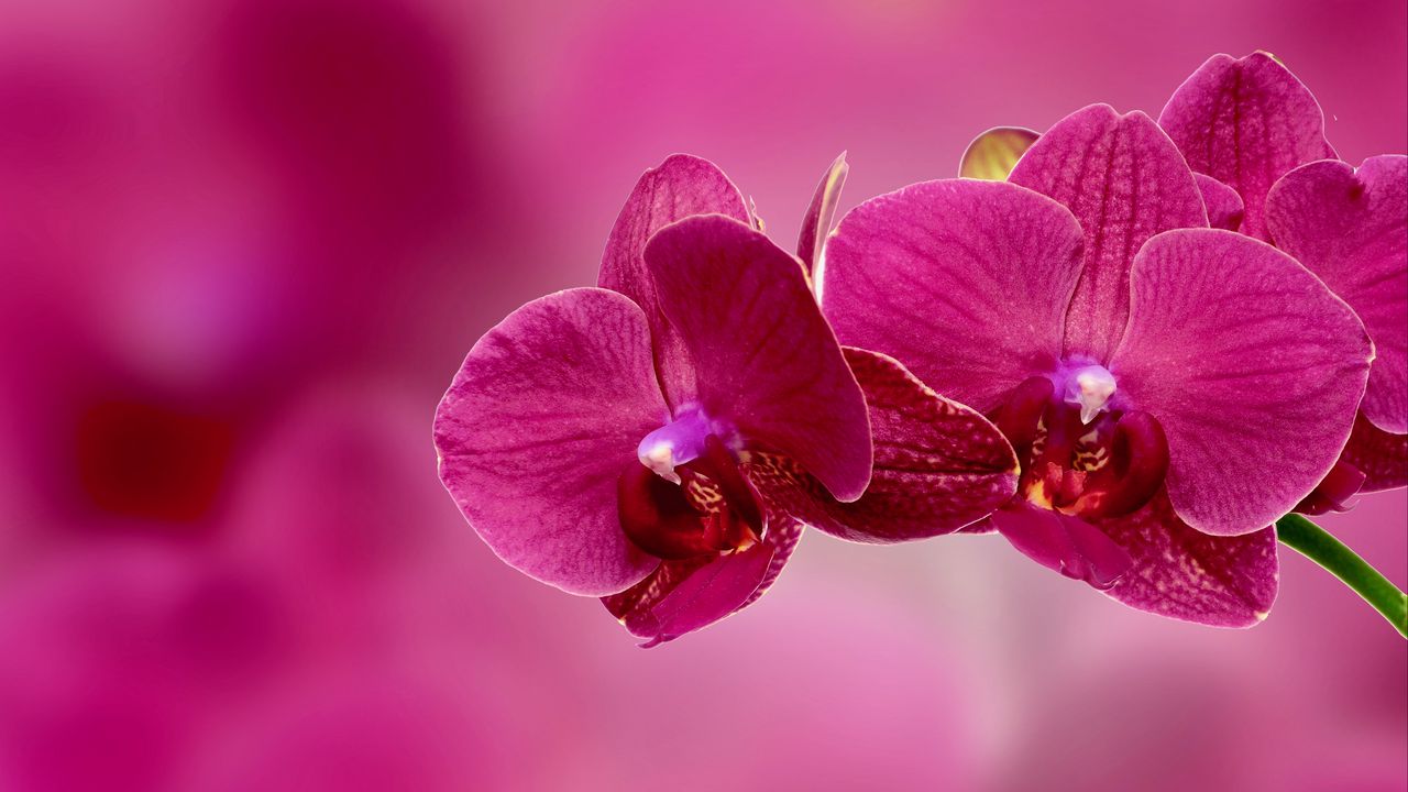 Wallpaper Orchid Flower Petals Pink