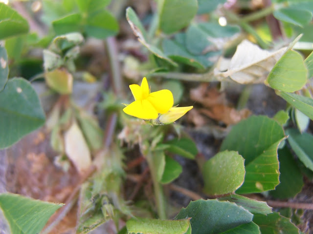 Fotos, vídeo y descripción del Carretón (Medicago polymorpha)