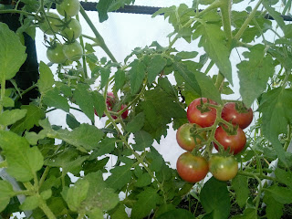 кисть помидоров