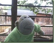 Paignton Zoo 7