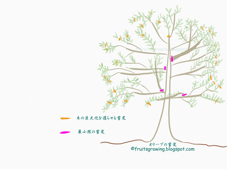 オリーブの木の育て方マニュアル おいしい鉢植え果樹の栽培育て方 自宅を果樹園に