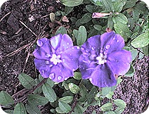 flor39