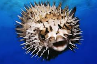 pufferfish