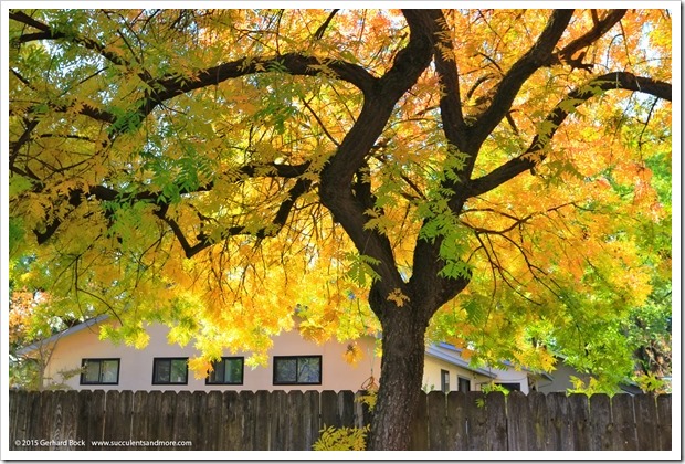 151120_Davis_fall_color_040