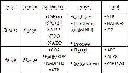 20+ Perbedaan Reaksi Terang Dan Gelap