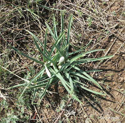 Leucocrinum montanum, sand lily