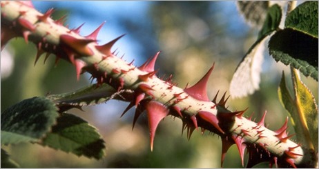 Rosas-espinas1