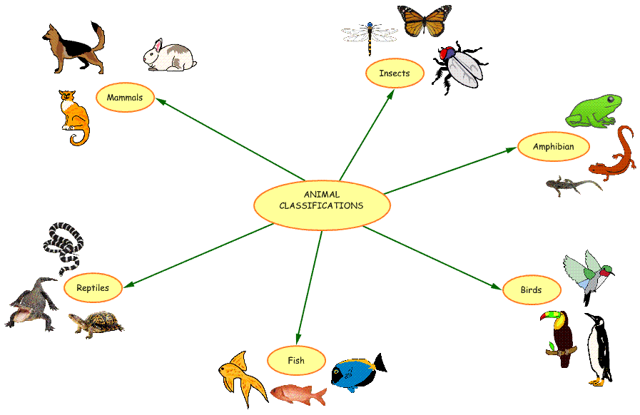 animal kingdom chart. animal kingdom chart. Animal classification chart