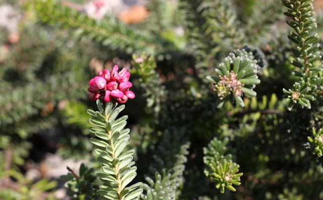 Grevillea Lanigera Flowers