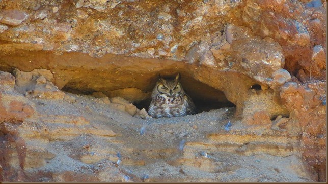 Geri's owl