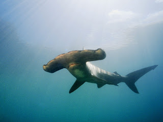 Hammerhead Shark