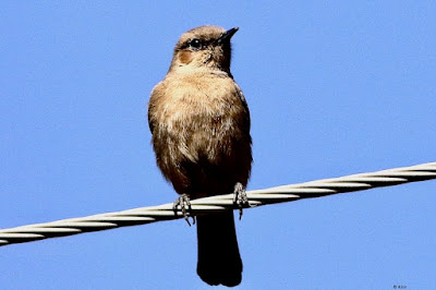 "Perched atop a wire is a Brown Rock Chat (Oenanthe fusca). Small brown bird with a light neck and prominent wing patterns."