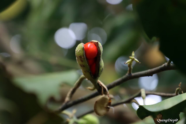 Magnolia balansae