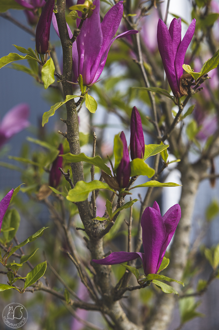 Oravankesäpesä siirtolapuutarha magnolia 'Susan'