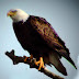 Bald Eagle: Bird of Majesty