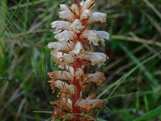 Orobanche minor