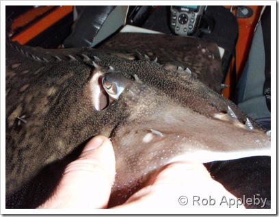 Thornback Ray